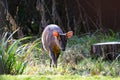 Muntjac deer close up. Royalty Free Stock Photo