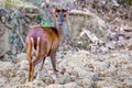 Muntjac deer closeup