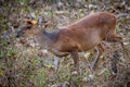 Muntjac deer closeup