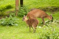 Muntjac deer with mother Royalty Free Stock Photo