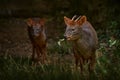 Muntjac deer pair, male and female in the nature habitat, forest in China. Reeves\'s muntjac, in the green gras