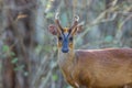 Muntjac deer profile