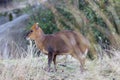 Muntjak deer is very lovely Royalty Free Stock Photo
