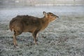 Muntjac, Muntiacus reevesi Royalty Free Stock Photo