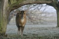 Muntjac, Muntiacus reevesi Royalty Free Stock Photo