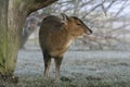 Muntjac, Muntiacus reevesi Royalty Free Stock Photo