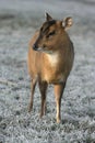 Muntjac, Muntiacus reevesi Royalty Free Stock Photo