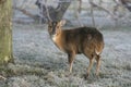 Muntjac, Muntiacus reevesi Royalty Free Stock Photo