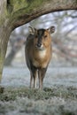 Muntjac, Muntiacus reevesi Royalty Free Stock Photo