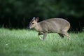 Muntjac, Muntiacus reevesi, Royalty Free Stock Photo