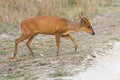 A Muntjac Wandering the Indian Forest