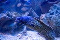 Muraena eel Royalty Free Stock Photo