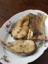 Muraenidae fish filet seafood Royalty Free Stock Photo