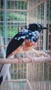 Murai batu medan indonesia bird Royalty Free Stock Photo