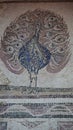 Mural bird blue peacock in the archaeological Museum of Paphos Cyprus