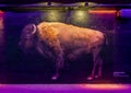 Mural on the wall of a tunnel in the Dallas City Zoo featuring an American Bison.
