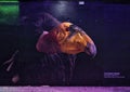 Mural on the wall of a tunnel in the Dallas City Zoo featuring a California condor. Royalty Free Stock Photo