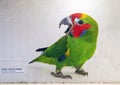 Mural on a wall in a tunnel in the Dallas City Zoo featuring a Double-eyed Fig-parrot.