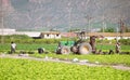 Murcia, Spain, April 29, 2020: Farmers suply during Coronavirus lock down. Farmers or farm workers picking up lettuces in Royalty Free Stock Photo