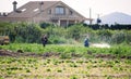 Murcia, Spain, April 23, 2020: Weed insecticide fumigation. Organic ecological agriculture. Spray pesticides, pesticide on growing