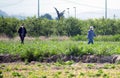 Murcia, Spain, April 23, 2020: Weed insecticide fumigation. Organic ecological agriculture. Spray pesticides, pesticide on growing Royalty Free Stock Photo