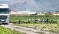 Murcia, Spain, May 2, 2020: Farmers suply during Coronavirus lock down. Farmers or farm workers picking up lettuces in