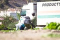 Murcia, Spain, May 2, 2020: Farmers suply during Coronavirus lock down. Farmers or farm workers picking up lettuces in Royalty Free Stock Photo