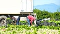 Murcia, Spain, May 2, 2020: Farmers suply during Coronavirus lock down. Farmers or farm workers picking up lettuces in Royalty Free Stock Photo