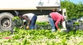 Murcia, Spain, May 2, 2020: Farmers suply during Coronavirus lock down. Farmers or farm workers picking up lettuces in