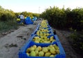 Murcia, Spain, May 20, 2020: Fruit boxes full of lemon. Workers picking lemons and carrying the basket to collect the lemon into