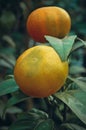 Murcott Tangerine fruit