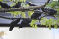 Murder of crows for Halloween decorations