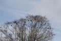 A murder of crows