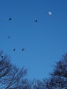 A murder of crows silhouetted by the moon fly over the forest