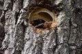 murder hornet nest entrance with guardians Royalty Free Stock Photo