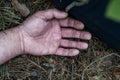 Murder in the woods. The hand of a dead man in the forest needles. Violent attack. Victim of crime