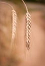 Mure wheat seed Royalty Free Stock Photo