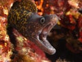 Murena Royalty Free Stock Photo