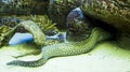 Murena helena - dragon moray eel Royalty Free Stock Photo