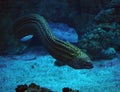 Murena huge snake at blue ocean Royalty Free Stock Photo