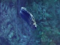 Murena huge snake sweaming away at the blue ocean Royalty Free Stock Photo