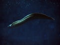 Murena huge snake sweaming away at the blue ocean Royalty Free Stock Photo