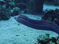 Murena huge snake sweaming away at the blue ocean Royalty Free Stock Photo
