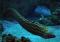 Murena spotted sea snake at deep blue sea near the corals cl Royalty Free Stock Photo