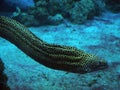 Murena spotted snake at the deep blue sea near the corals close Royalty Free Stock Photo