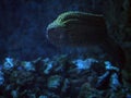 Murena spotted snake at deep blue sea near the corals close- Royalty Free Stock Photo