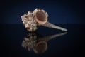 Murex haustellum seashell with peach aperture, light pink and brown body and long skinny tail. Royalty Free Stock Photo