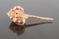 Murex Haustellum Seashell with Reflection Royalty Free Stock Photo