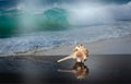 Murex haustellum seashell with a long tail with a reflection on dark glass on the background of a picture with a sea wave. Royalty Free Stock Photo