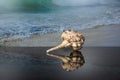 Murex haustellum seashell with a long tail with a reflection on dark glass on the background of a picture with a sea wave. Royalty Free Stock Photo